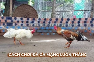 Tuyệt Chiêu Chơi Đá Gà Sabong Tại 98Win Thắng Lớn Mỗi Ngày