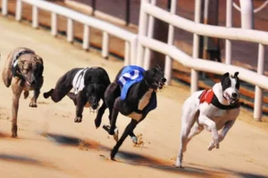 Bí Kíp Chơi Game Nhanh Đua Chó Tại 98Win Thắng Chắc